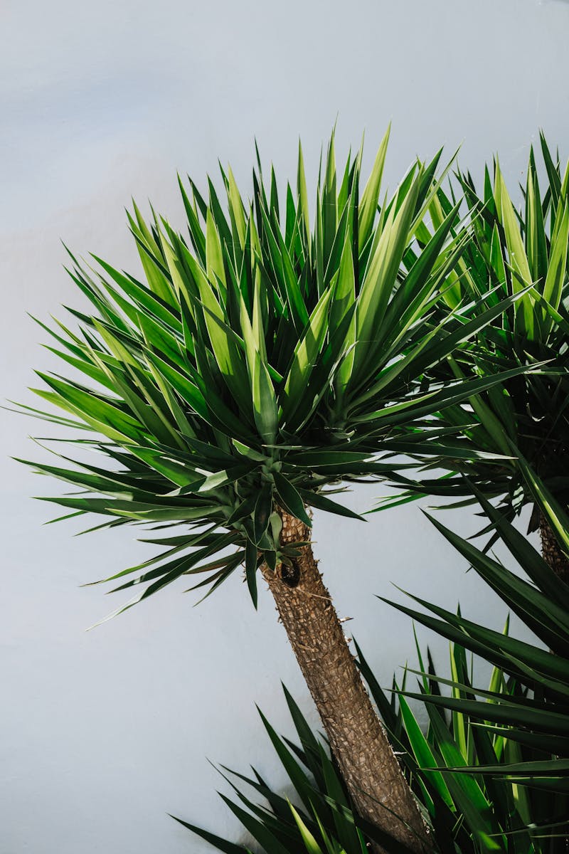 ユッカアロイフォリア