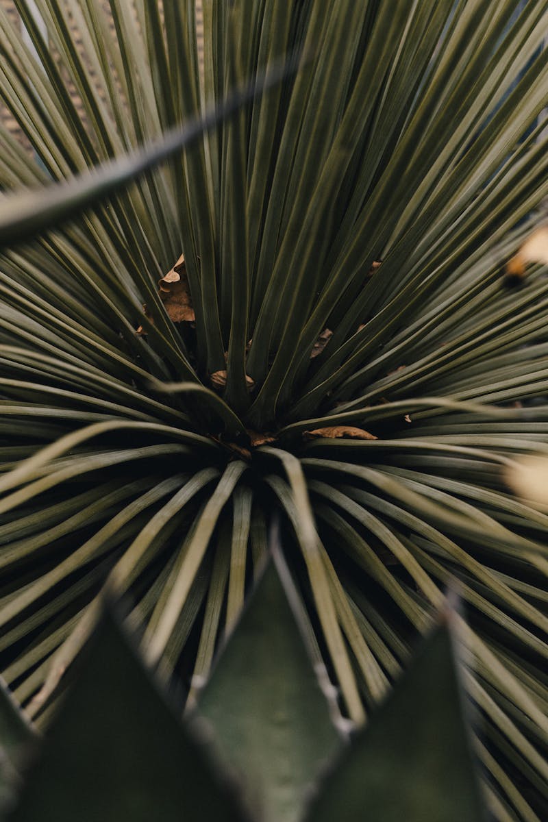 ユッカロストラータ